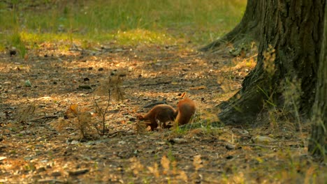 squirrel eat nut in wood