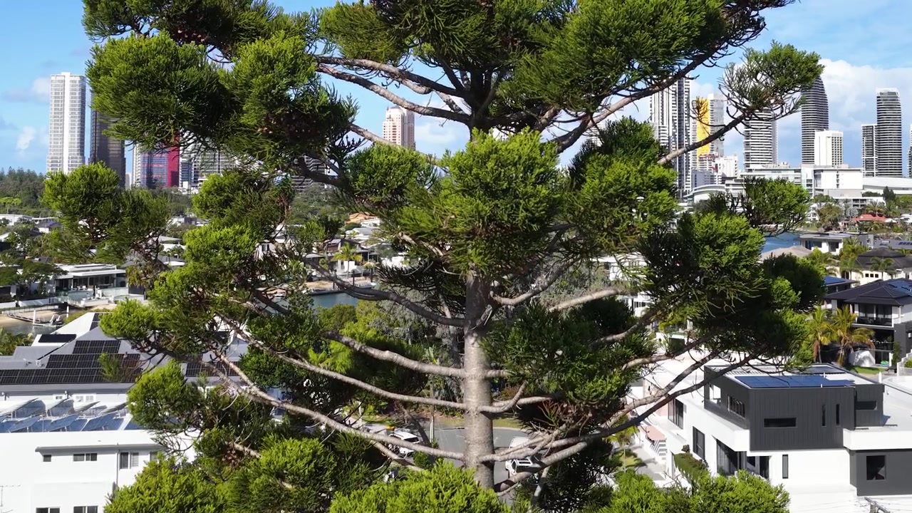 Static shot of a Norfolk Island pine overlooking the Surfers Paradise skyline, Gold Coast.