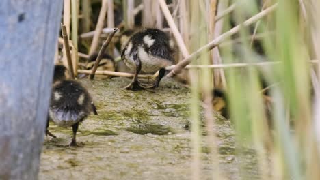 Junge-Kleine-Enten-Mit-Näherer-Sicht-Auf-Der-Suche-Nach-Nahrungsmitteln-In-Der-Nähe-Des-Ufers-Des-Fährhafens-Von-Zamardi