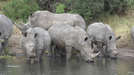 close up of a crash of white rhinos quenching their thirst at a watering hole