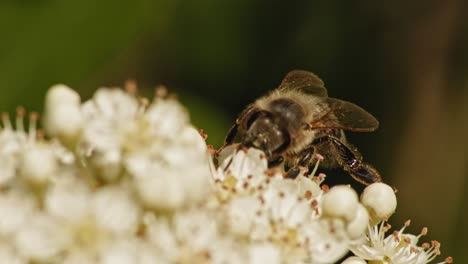 macro shot of common honey bee busy collecting pollen from fragrant viburnum pragense flower