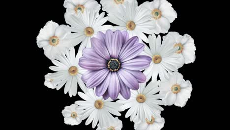 animation of bouquet of white daisies moving around and forming a circle with a large purple flower in the center. black background