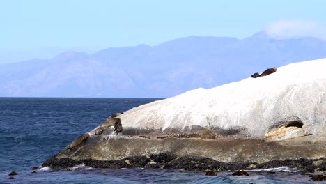 seals on a rock