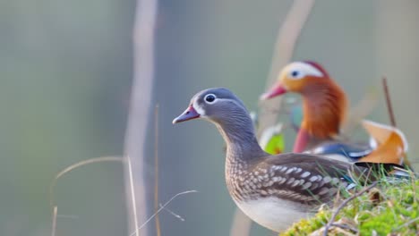 pair of mandarin ducks perched looking out