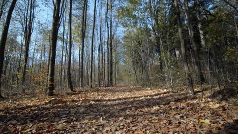 Sonne-Scheint-Durch-Bäume-Im-Wald,-Die-Sich-Im-Herbst-Im-Wind-Bewegen