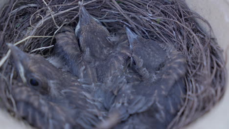 pájaros recién nacidos acurrucados en un nido acogedor