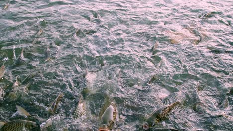 fishes come to ask for food with big open mouths at the edge of the pool