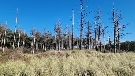 Eine-Malerische-Wiese-Mit-Blattlosen-Bäumen-Unter-Einem-Klaren-Blauen-Himmel-In-Newborough,-Anglesey