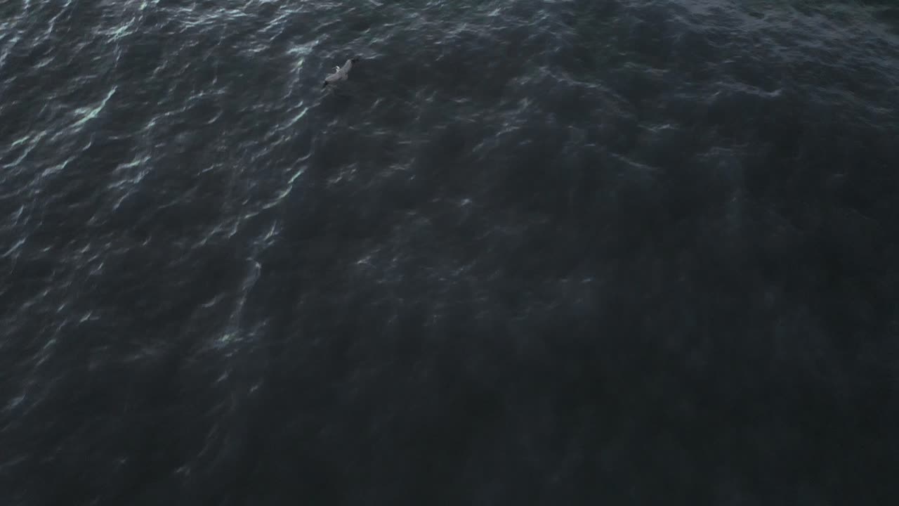 птица летит над голубой водой на пляже, вторая птица пролетает мимо экрана