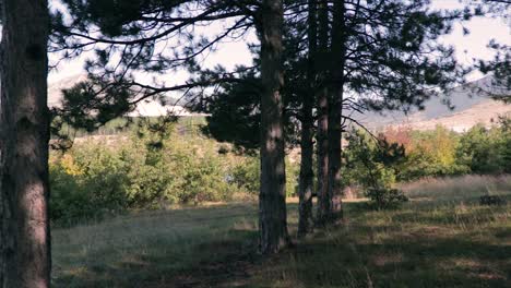 Man-running-through-a-forest-with-tall-trees-slow-motion