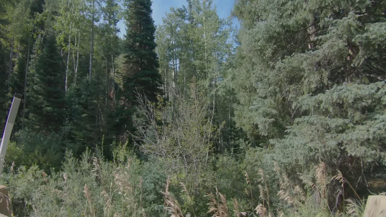 Beautiful roadside view of forests in a Rocky Mountain drive.