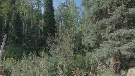 beautiful roadside view of forests in a rocky mountain drive.