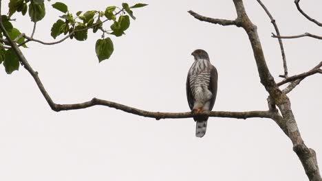 Crested-Habicht,-Accipiter-Trivirgatus,-Ruht-Auf-Einem-Ast-Eines-Hohen-Baumes