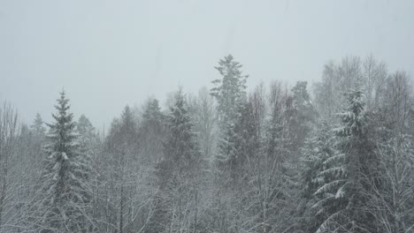 coniferous forest in snowfall - winter mountain landscape - static