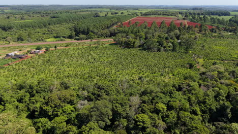 lush aerial view of a dense green yerba mate plantations landscape with a mix of cultivated fields and wild forest patches.