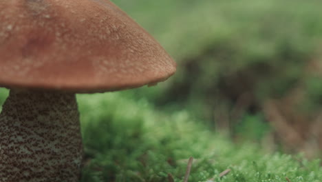 primer plano de un hongo en la macro de musgo verde