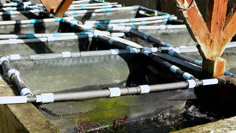 pvc baskets with abalone molluscs submerged in aerated cement tanks on aquafarm