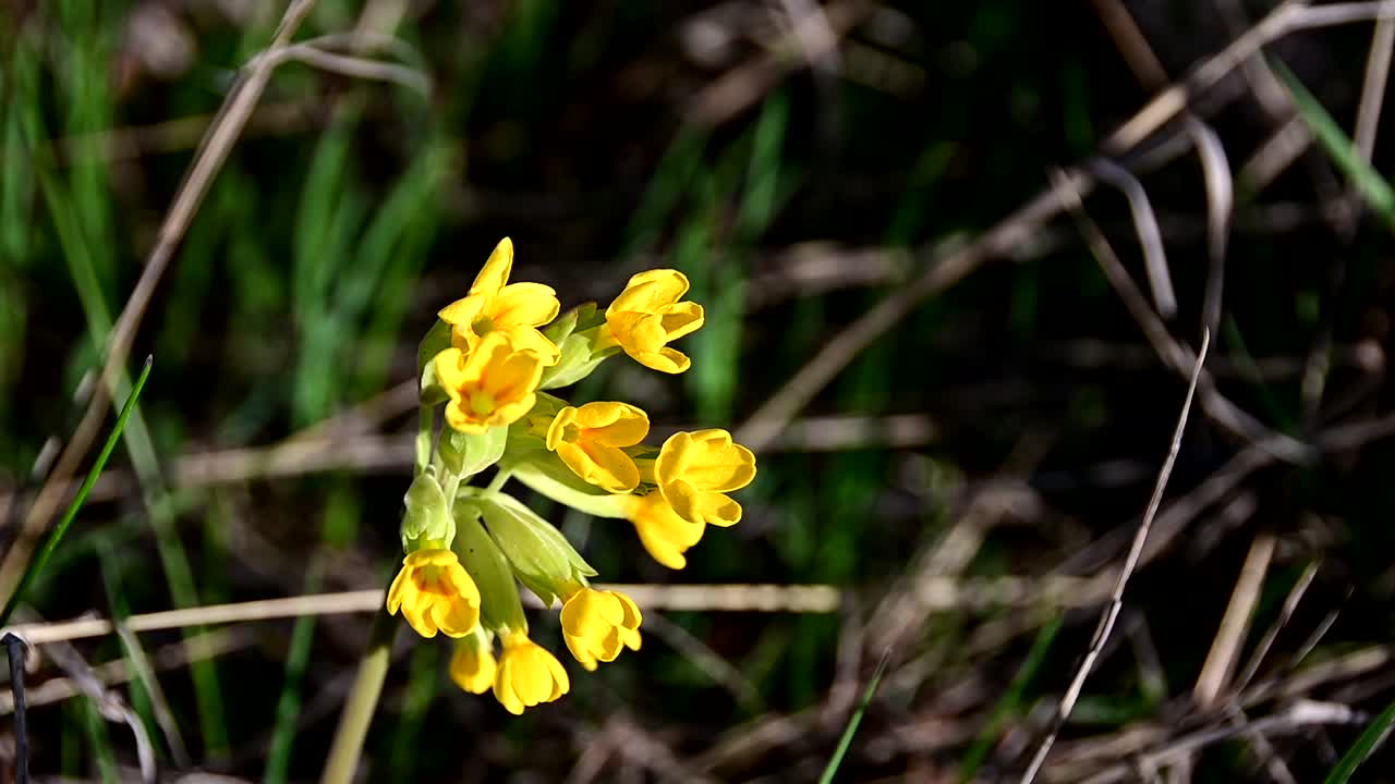 filmati di primula durante la giornata ventosa