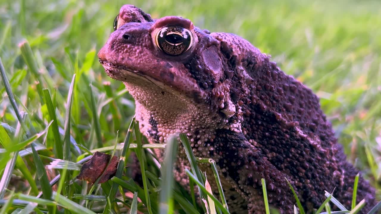 toad frog in my yard near boone north carolina
