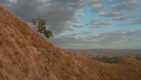 lone tree on a golden grassy hillside landscape