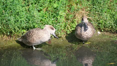 Wild ducks in the lake closeup 4k 2025 07 24 06 45 06 utc.mov | animal, animal in wild, aquatic bird, avian