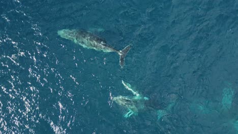 ecosistema en peligro de extincion