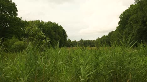 view through tall green grass in a lush landscape