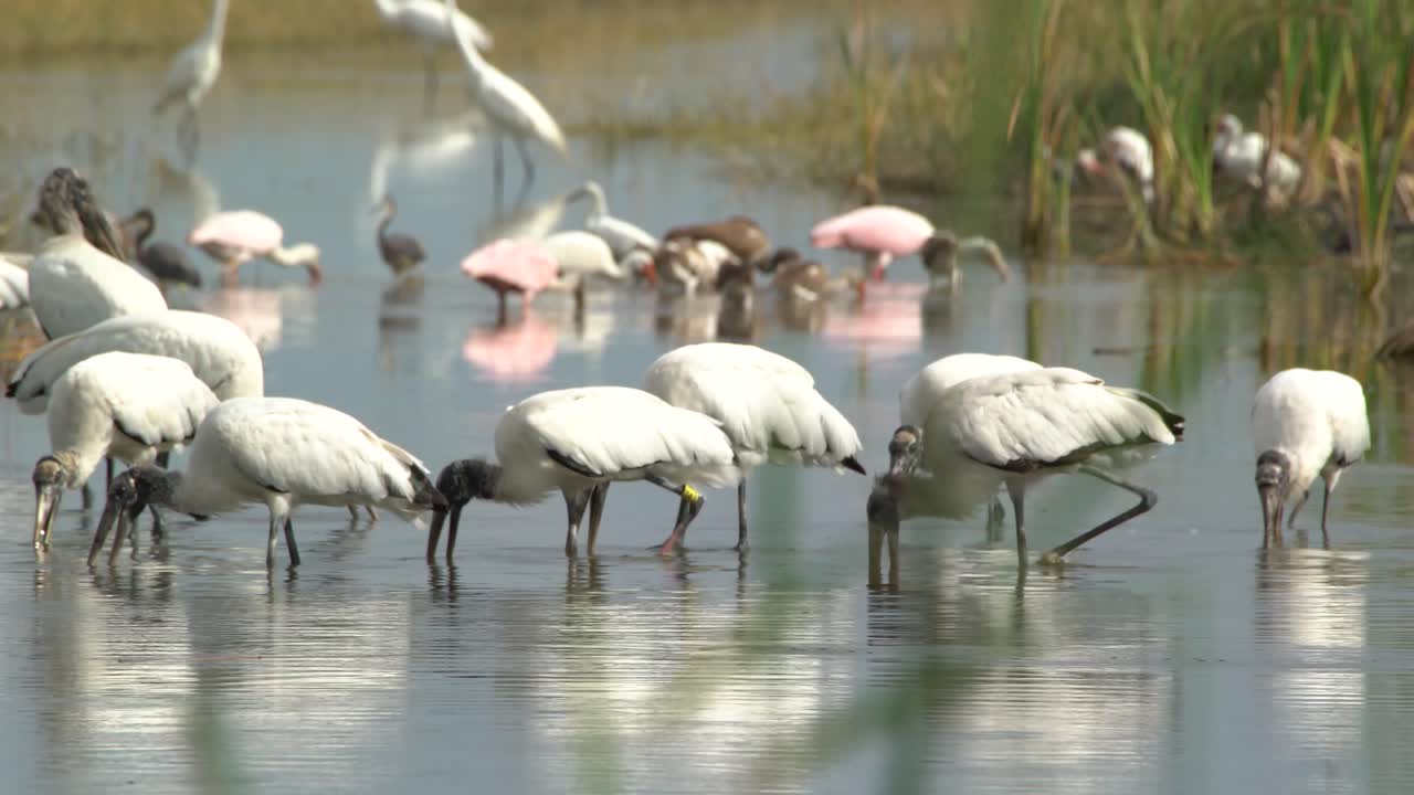 las cigüeñas y otras aves zancudas se alimentan de peces en los everglades de florida