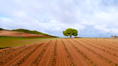 Drone-shot-of-a-solitary-tree-in-the-middle-of-vineyard-fields