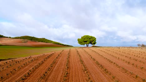 drone shot of a solitary tree in the middle of vineyard fields