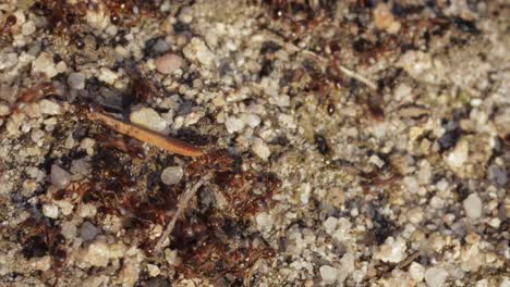 colonia de pequeñas hormigas negras arrastrándose sobre suelo de piedra con ramitas, macro todavía primer plano
