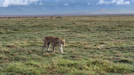 female maasai lion (panthera leo massaicus) approaching in ngorongoro crater, tanzania.