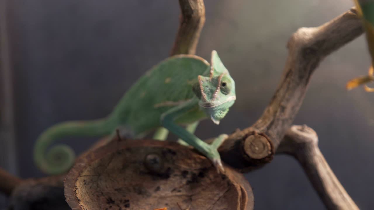 camaleón salvaje durante la caza en el bosque tropical