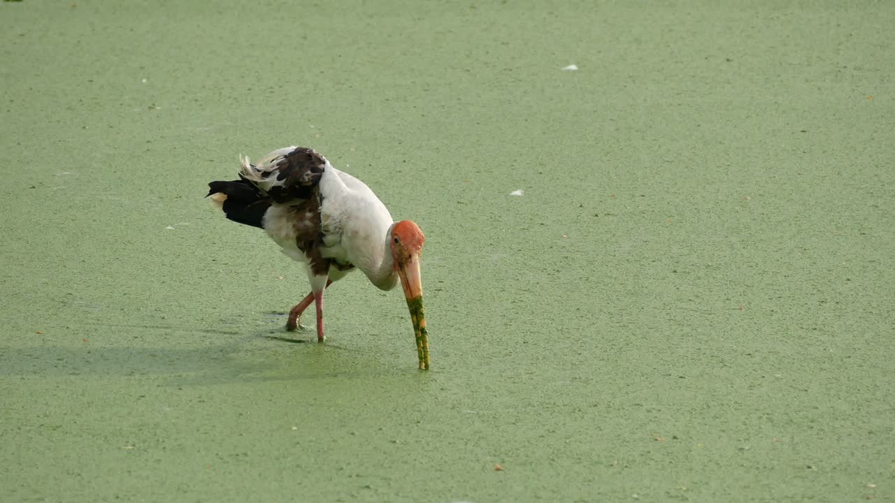 la cigüeña marabú en la naturaleza
