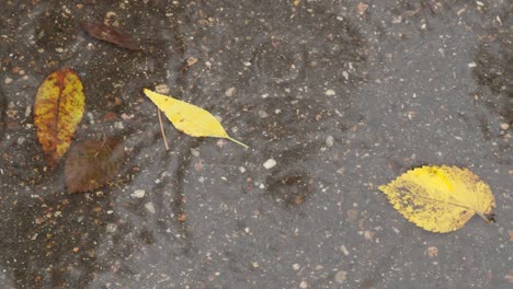 top view of circles and yellow leaves in puddle