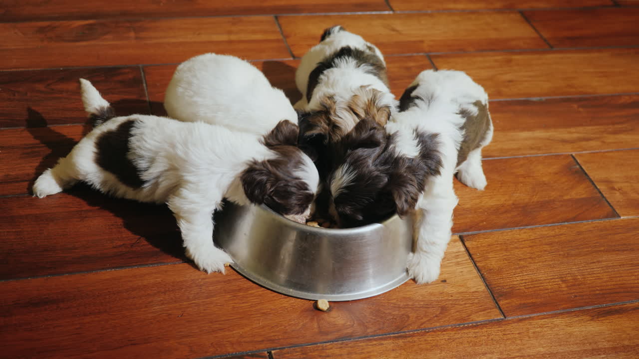 몇 마리의 작은 강아지들이 바닥에 서 있는 삐걱거리는 소리에서 음식을 먹습니다.