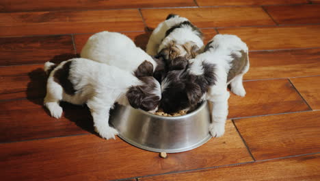 several small puppies eat food from a squeak that stands on the floor