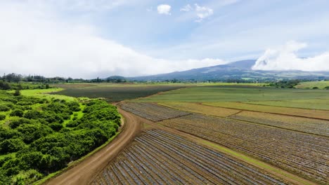 Drohne-Fliegt-über-Ananasfelder-In-Maui,-Hawaii