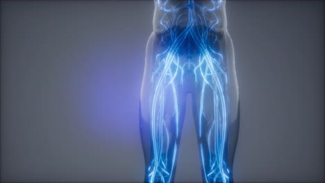 vasos sanguíneos del cuerpo humano