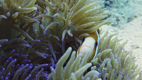 el lindo pez payaso nemo se esconde en la anémona de mar, en primer plano