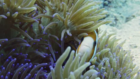 cute nemo clownfish hiding in sea anemone, closeup