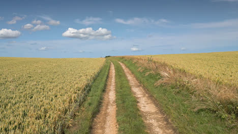 Aerial-view-of-the-UK-countryside,-with-a-summer-crop-of-wheat-and-barley,-and-cars-traveling-along-the-country-road,-tractor-tracks