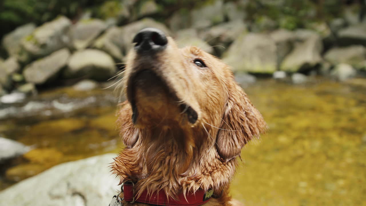 cachorro golden retriever de cerca mirando alrededor junto al río