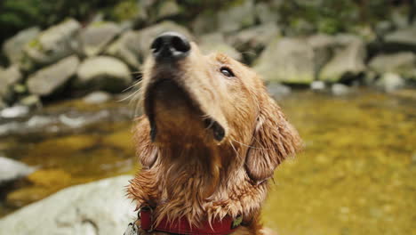 golden retriever puppy close up looking around next to river