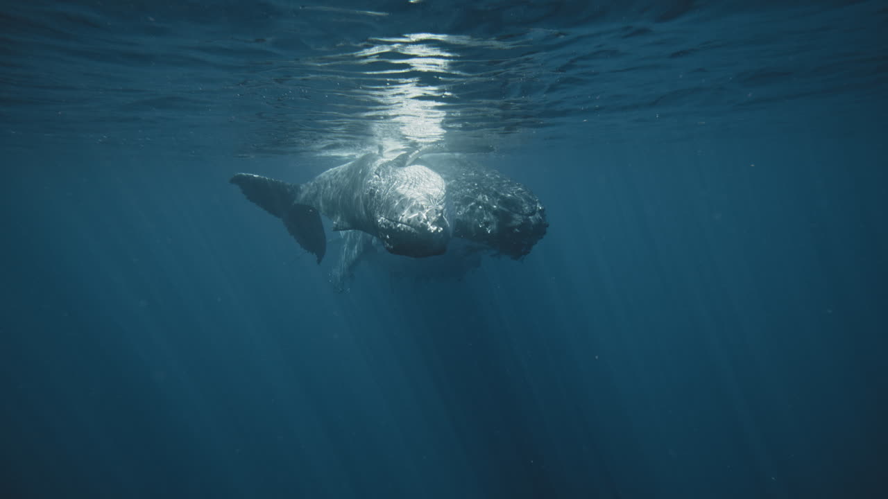 Humpback whale family swims together in beautiful pair in slow motion underwater