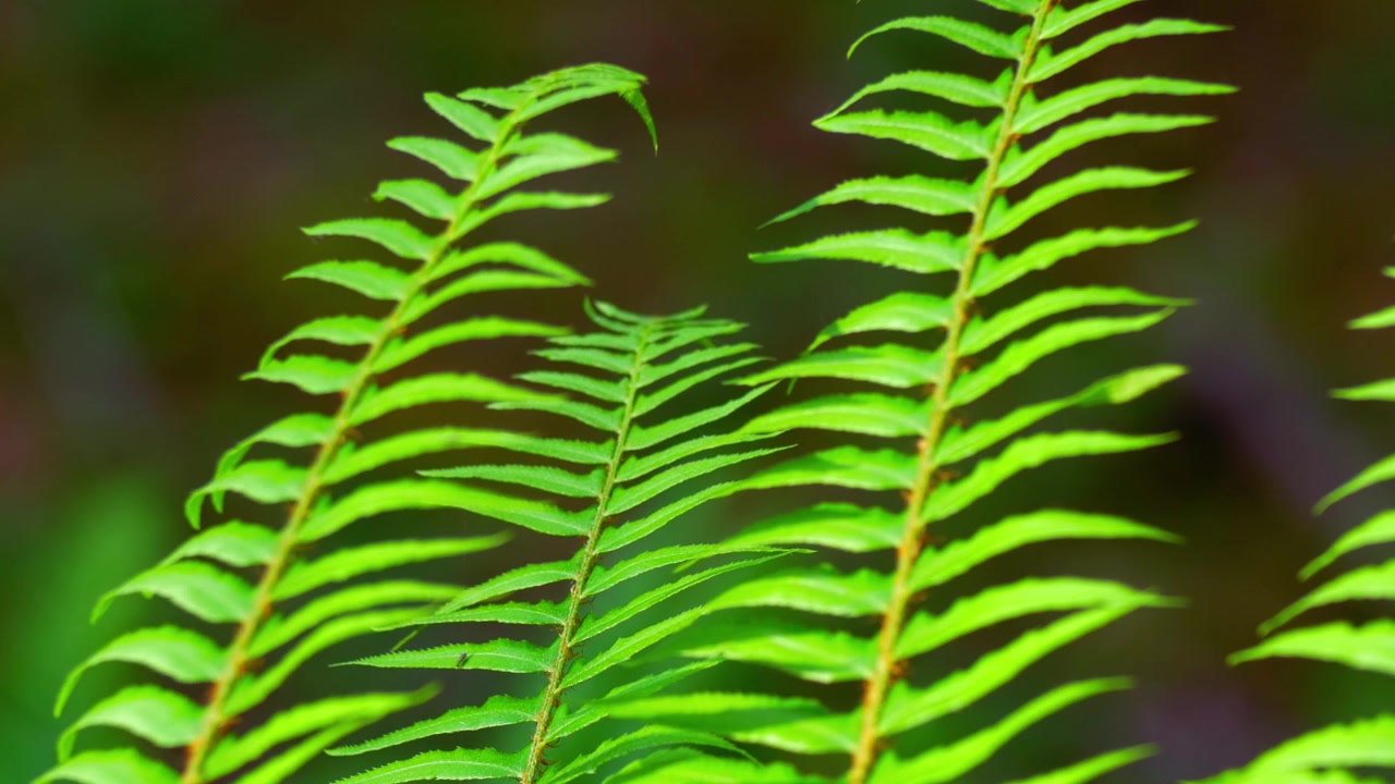 Close-up de ramos de samambaia na natureza