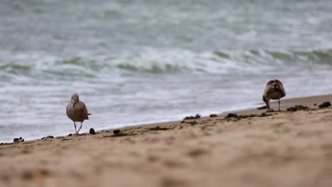 Two-Juvenile-seagulls-pick-at-mussels-for-food-at-Point-Dume-State-nature-preserve-beach-park