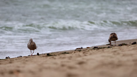dos gaviotas juveniles recogen mejillones para alimentarse en el parque de playa de la reserva natural del estado de point dume