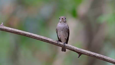 el papamoscas marrón asiático es un pequeño pájaro paseriforme que se reproduce en japón, himalaya y siberia