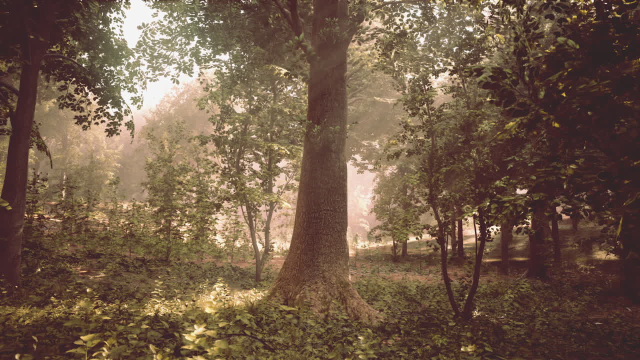 빛으로 가득 찬 안개 숲